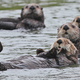 California sea otters, Enhydra lutris nereis, Elkhorn Slough, Moss Landing, California